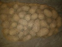 PARDUODAME SĖKLINES IR MAISTINES BULVES